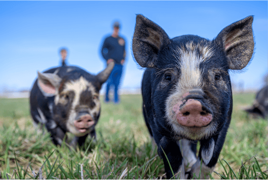 Swine Breeding