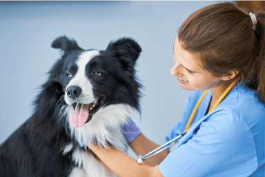 Dog Health Check