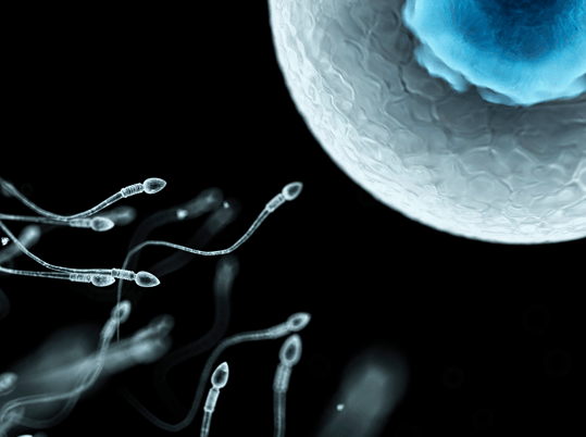 Sperm Motility